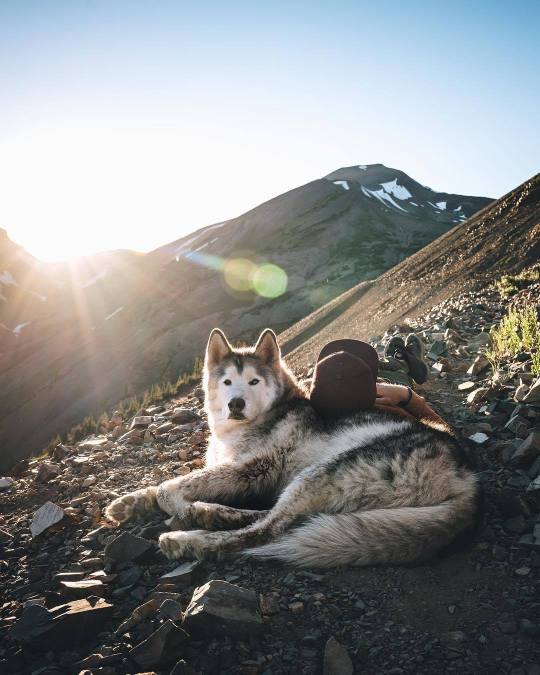 Meet Loki the Wolfdog and his friends.