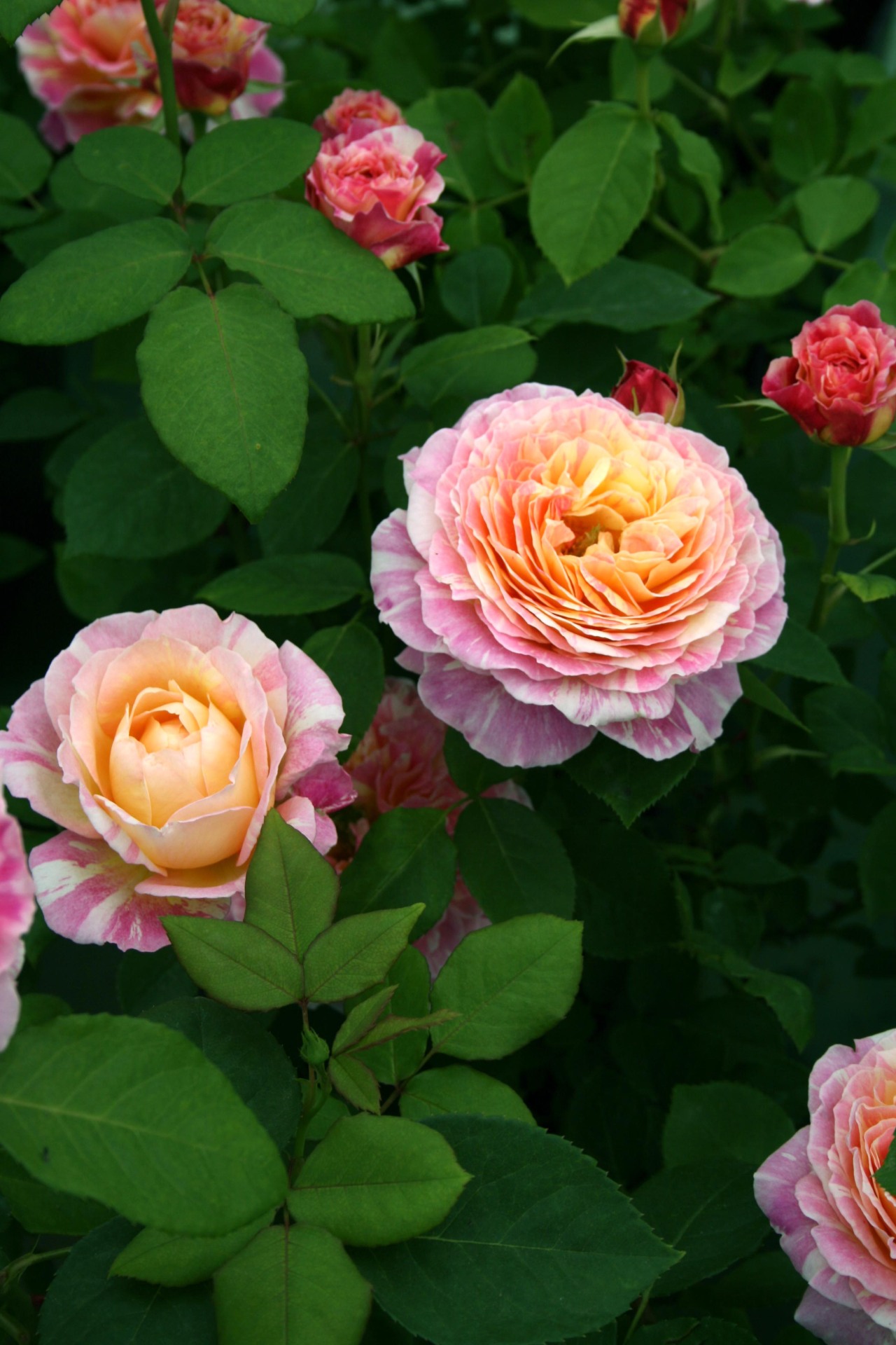 Rosa Verte Rosa Verte