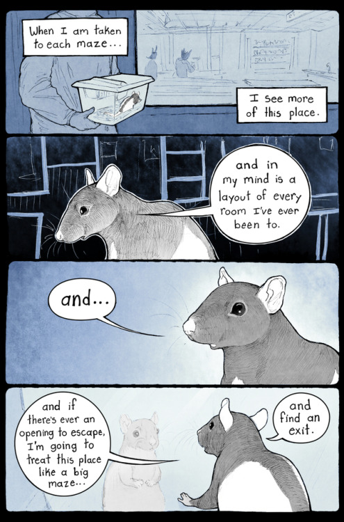 panthere-bleu: pengosolvent:Edit: the title for this comic is “Puzzle Rat”this one’s a few days late