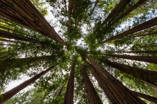 maldito-chubaca:  psychedelic—spirit:  almost—awake:  isawatree:   Redwoods vertical by Ryan Murphy   ☽ॐ☾hippie heaven☽ॐ☾