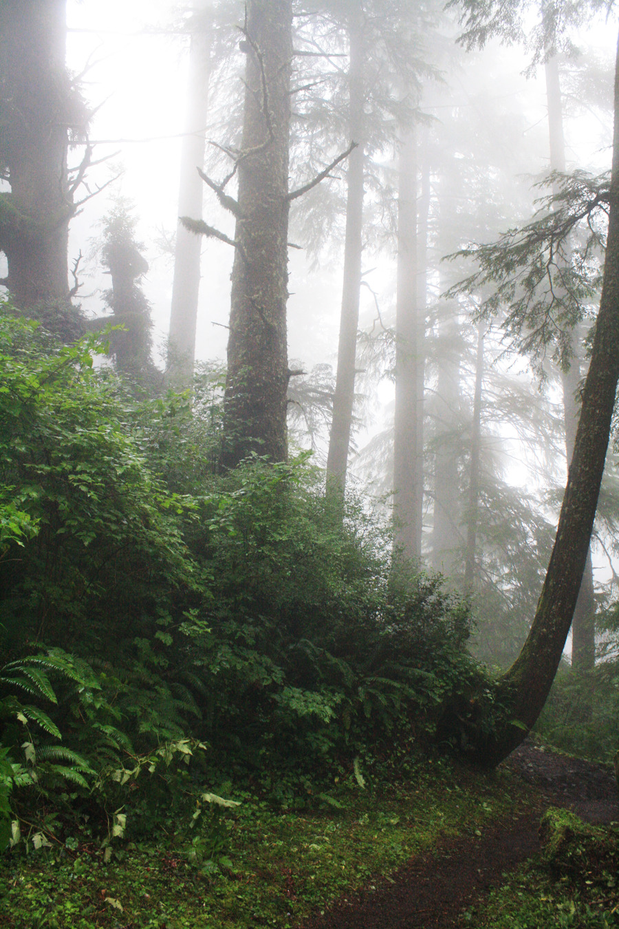 bright-witch:  Oregon Coast Temperate Forest, photographed by me.