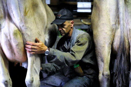 bauabua:farmersonsub: csonrubber:  Favourite collection of dirty farm workers (6)       These are some real Alpha male. Hard working. Geared. Booted. Naturally macho and dominant.  😘