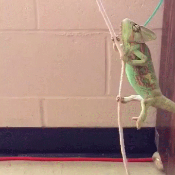 just-for-grins:I CHAMELEON LIKE A WRECKING adult photos