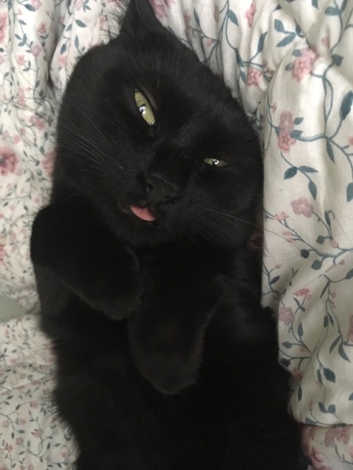 mostlycatsmostly:A beautiful blep. (submitted by @nebulousoblivion)