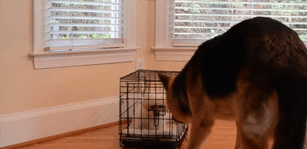unamusedsloth:  Good guy German Shepherd 