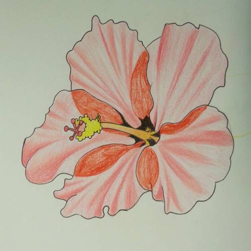 More hibiscus action. #flowers #hibiscus #coloredpencil #ink #art #drawing  (at Empire Tattoo Quincy)