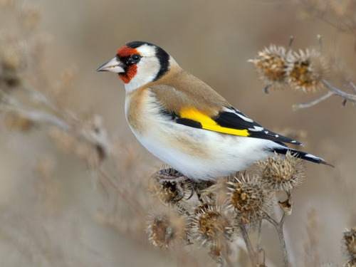 ainawgsd:

ainawgsd:

European Goldfinch
There’s pretty good evidence suggesting “five golden rings” is actually a reference to the yellowish rings around a pheasant’s neck or to “goldspinks,” an old name for a pretty little bird called the Goldfinch—not to the hand jewelry. And that actually makes sense, considering every other lyric in the first seven days of the song references a bird.
[x] Keep reading

These are the prettiest birds, and I wouldn’t even have known about them if it weren’t for this blog. 