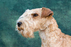 perfectdogs:  Lakeland Terrier. 