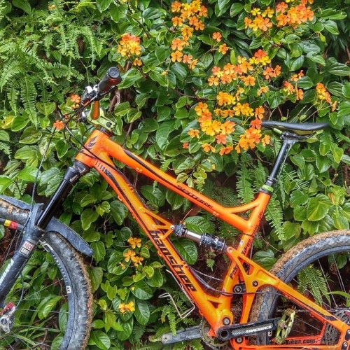 fakawi: #Jungle #Bauhinia #flowers in full bloom.  #FakawiBikes #BansheeBikes #Spitfire #mtblife.