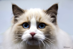 Rokuthecat:  Blu Eyes Cat By Matteoinnocenti Beautiful Cat Shot At Fantasticat Animal,Blue,Cat,Close,Expo,Eyes,Fantasticat,Pet