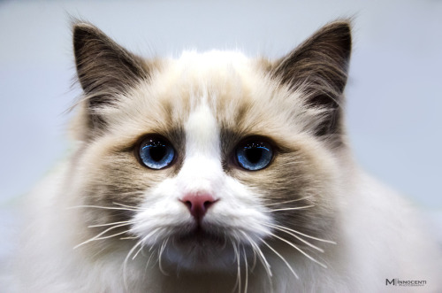 rokuthecat:  blu eyes cat by MatteoInnocenti beautiful cat shot at FantastiCat animal,blue,cat,close,expo,eyes,fantasticat,pet