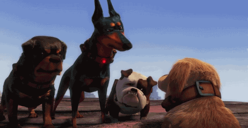 welele:  ¡MAPACHE!