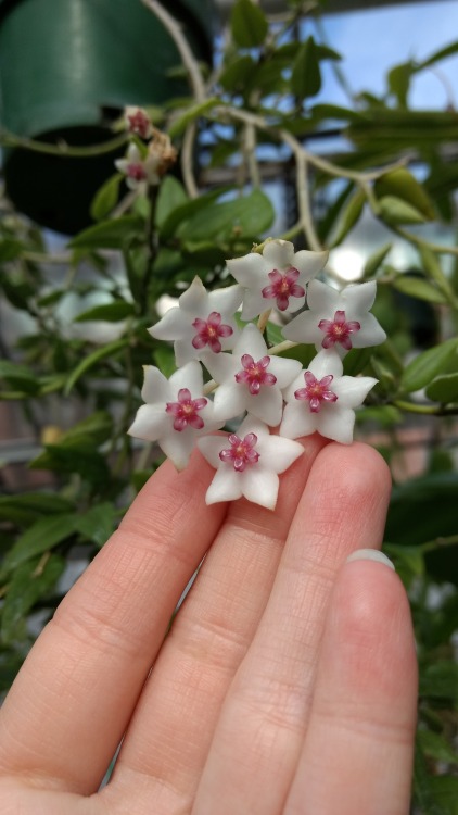 2/10/17: Hoya lanceolata, “waxflower”; flowering tropical plant species nicknamed waxflower for its 