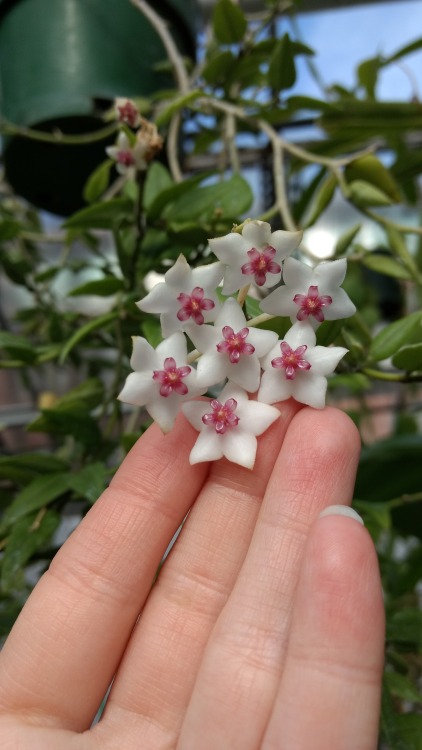 2/10/17: Hoya lanceolata, “waxflower”; flowering tropical plant species nicknamed waxflo