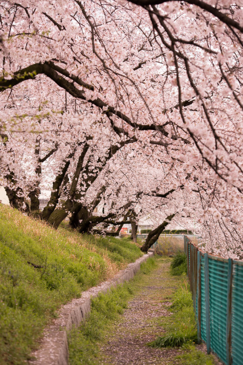 m3411: 桜の道 2014/4/4撮影 D600,102mm,F4.0,ISO200,1/640sec #flickstackr Flickr: flic.kr/p/mJYCbM