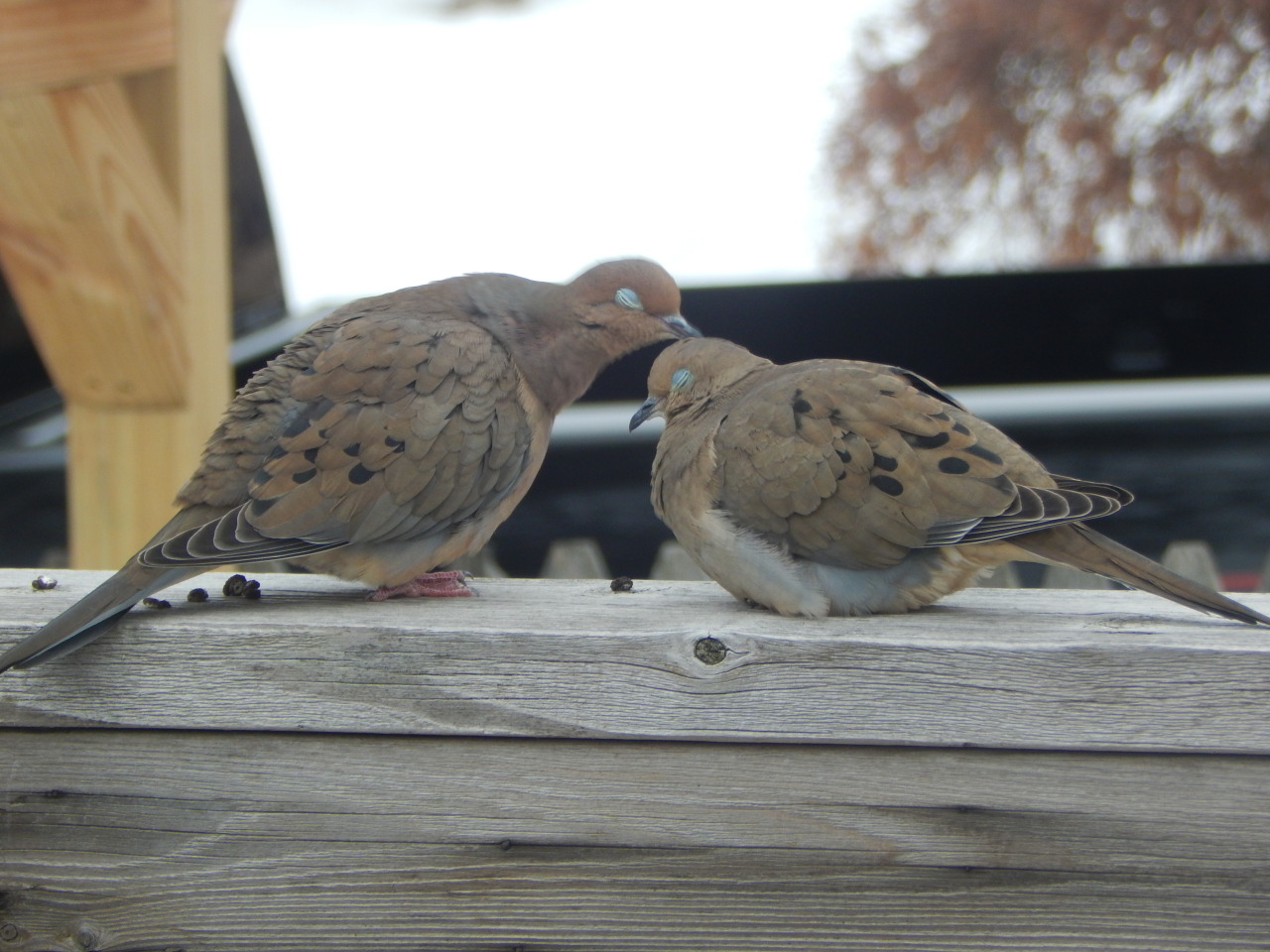 wrenart:mourning dove smooches (2.09.2015)