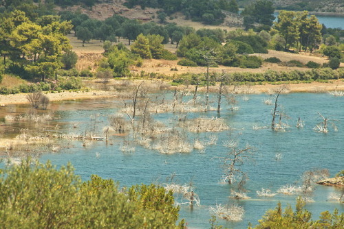 Nearly gone.Trees submerged in the Garouda reservoir, Rhodes 2017.