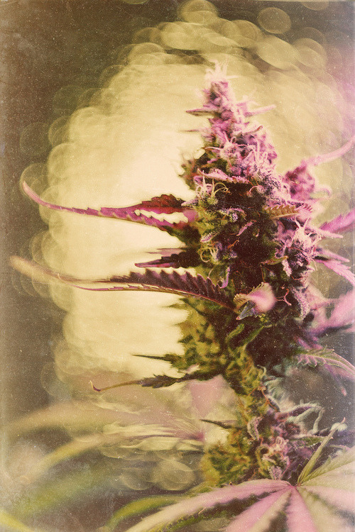 cannabisculturez:  Grow your own cannabis - Click here