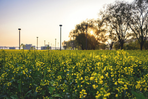 Rapeseed fields and willow trees at sunrise, Seoraeseom Island, Banpo Hangang Park.