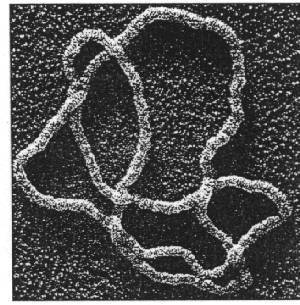 realworldmath:  What the hell is knot theory? Knot theory is one of those fields in mathematics that