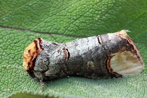 sixpenceee: The buff-tip moth is a medium-sized moth that is on the wing at night from June to July.