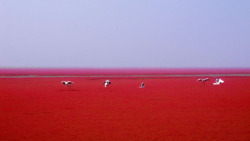 disclosable:  Red Beach - Panjin ChinaThe