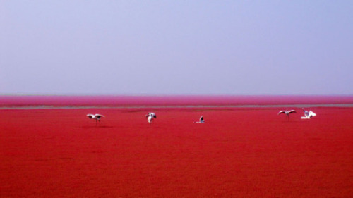 Porn disclosable:  Red Beach - Panjin ChinaThe photos