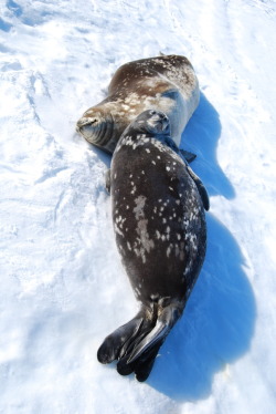 this-is-wild:  (via 500px / Weddell Seal