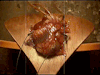 tiphares:deactivated20230315:happy valentines day from the beating human heart in the music video for Closer by Nine Inch Nails off The Downward Spiral (1994)@x-file 💖