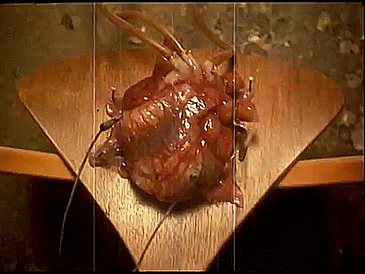 tiphares:deactivated20230315:happy valentines day from the beating human heart in the music video for Closer by Nine Inch Nails off The Downward Spiral (1994)@x-file 💖