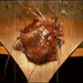 tiphares:deactivated20230315:happy valentines day from the beating human heart in the music video for Closer by Nine Inch Nails off The Downward Spiral (1994)@x-file 💖