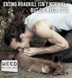 myhiddencuriosities:  doughpegourmet:  the-goddamazon:  penis-hunger-games:  wes-eskimo:  reddlr-trees:  My favorite anti-weed ad  notice, it’s a white guy with dreadlocks that’s eating roadkill.   lol I’m sorry but i had to…………..  LOL WHAT