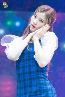 dailysana:  ♡ SANA’S SHIBA | do not edit