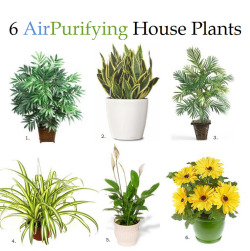 teachings:Certain plants can purify the air taking out toxins or bad or stale air, these are some wonderful plants to keep around the home.1. Bamboo Palm: It removes formaldahyde and is also said to act as a natural humidifier.2. Snake Plant: It absorb