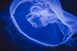 drxgonfly:  Jellyfish (by  Garret Voight)