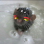 a-rat-chewing-on-cables