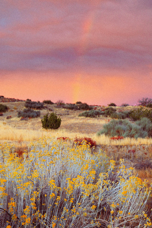 Rabbitbrush And A Lingering Rainbow 