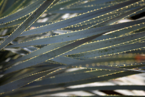 cactguy:cactguy:Dasylirion wheeleri / Desert SpoonDesert Botanical Garden, PhoenixLiked this series 