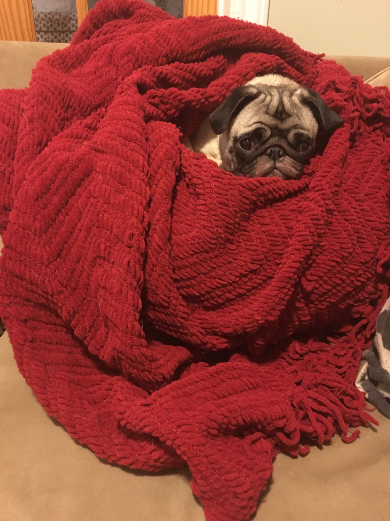 randyhaddock:  Dexter loves his blankie. He’s all snuggled up and ready for bed.
