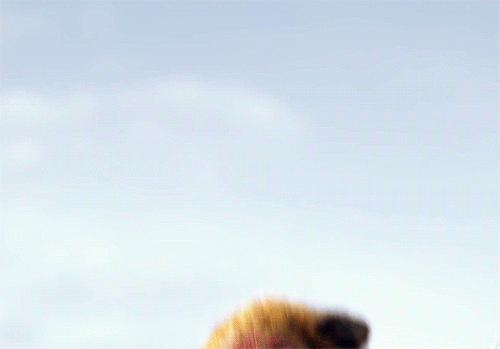thelionkingdaily: The Lion King (2019), dir. Jon Favreau