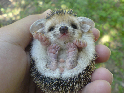 therelatablepost:  beautiful blog full of baby animals!