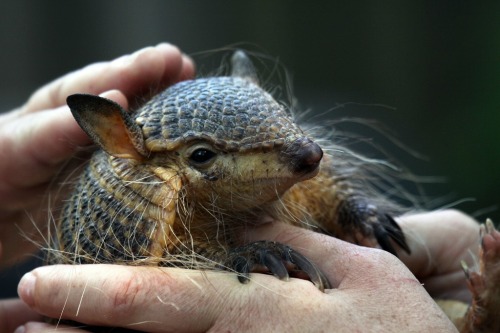 armadillo