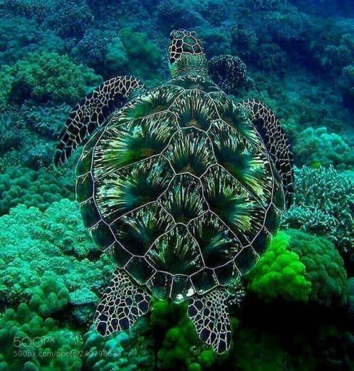 socialfoto:Beautiful turtle and green by mshellyd74