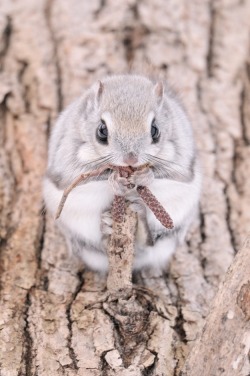 the-absolute-funniest-posts:  thefrogman: Insanely Cute Siberian Flying Squirrels photographed by Masatsugu Ohashi/Rex USA [source] [h/t: magicalnaturetours]   My lovely followers, please follow this blog immediately!