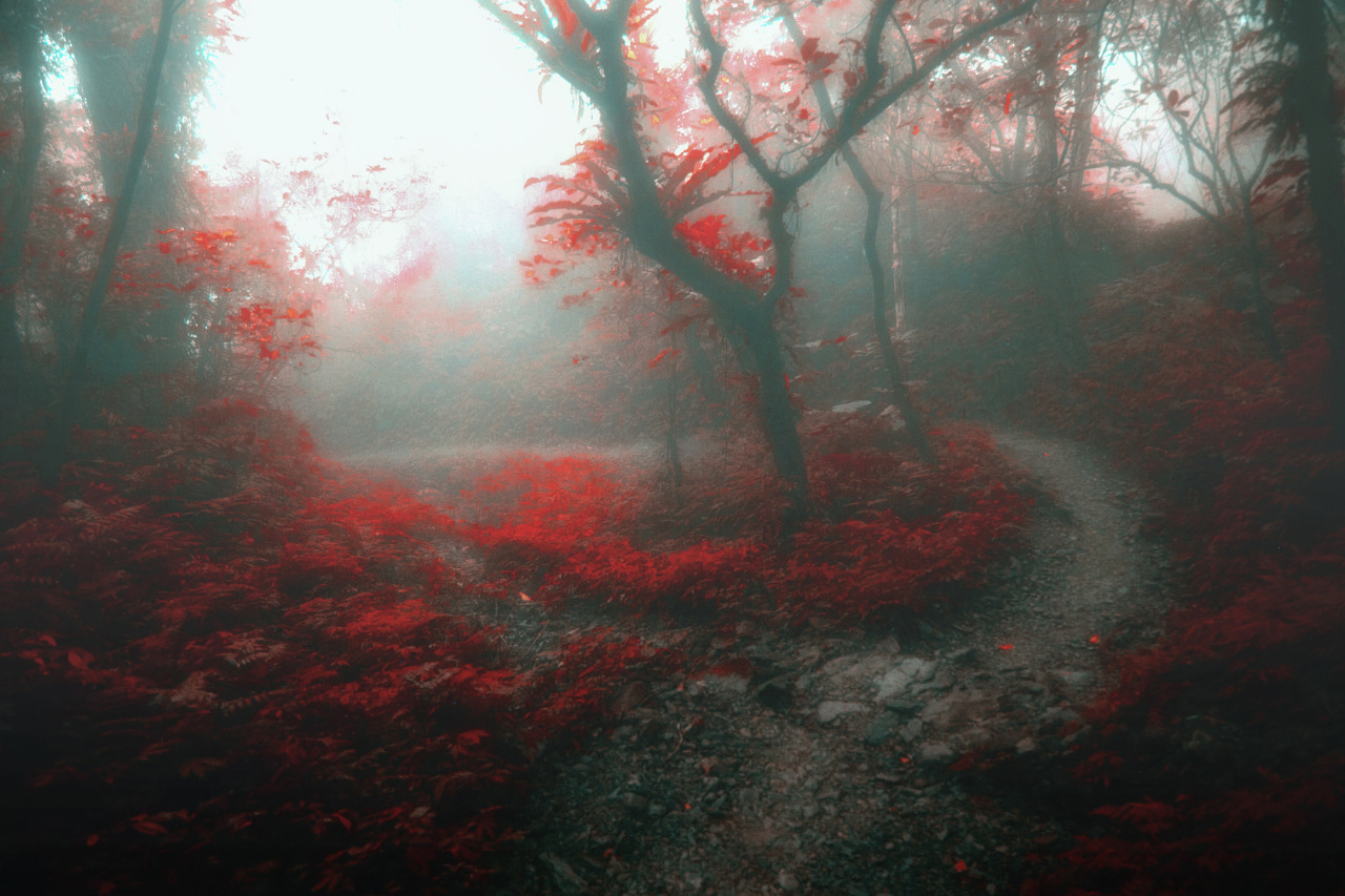 melodyandviolence:  by   Hanson Mao(毛延延)   