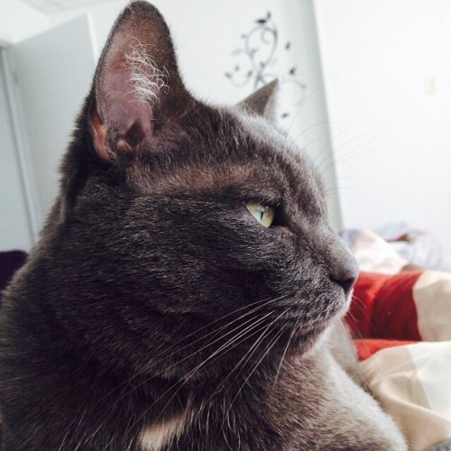 aragorne: Jasper and I were cuddling when some birds in the window caught his attention.