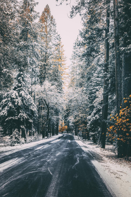 red pines & road signs