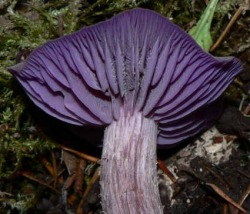 inspiration-imusam:  cortinarius violaceus