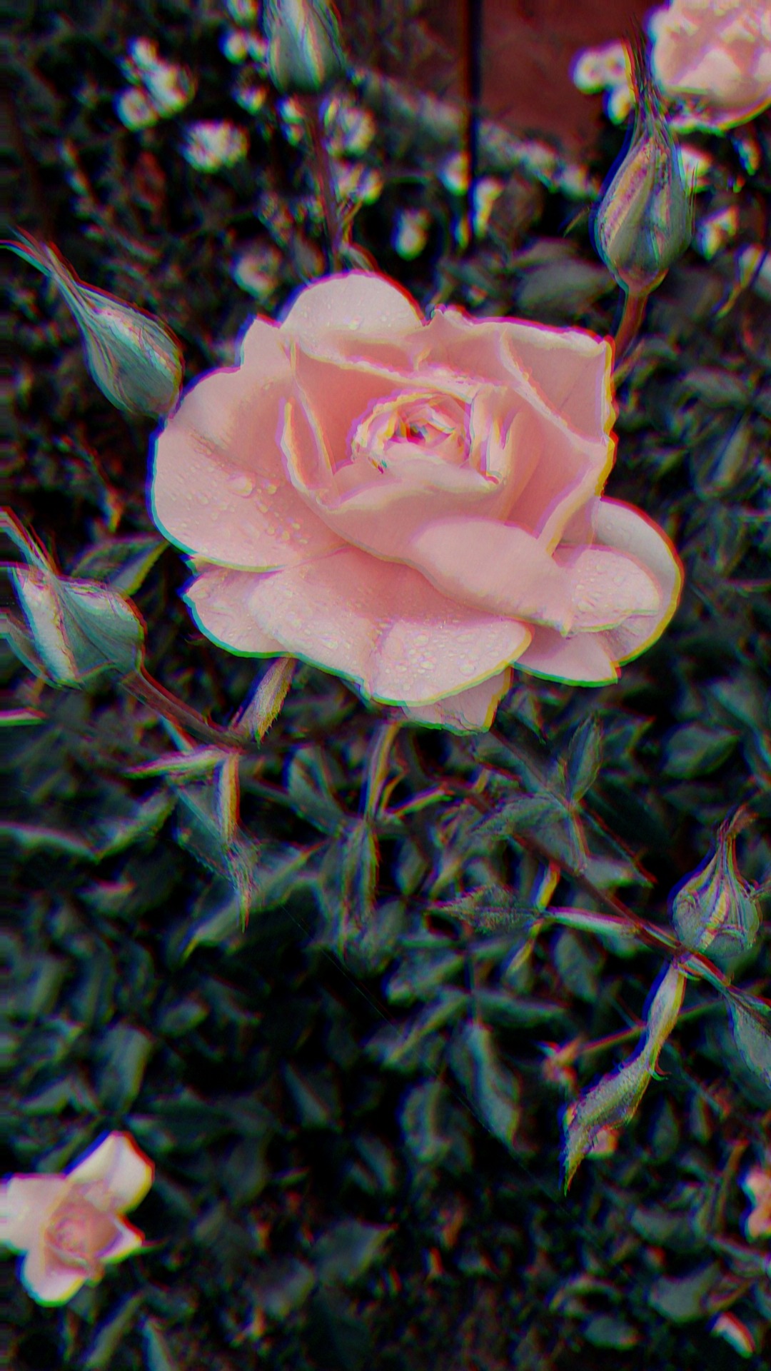 thestateofspirit:              Roses are red…                                                      …but these are quite pink              Yes they’re edited…       …if that’s what you think