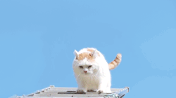 oilait:    はしごを降りる猫　Cats